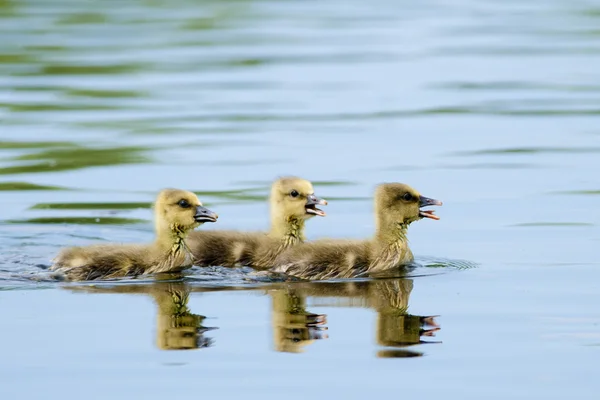 Greylag Goose Goslings — Stock Photo, Image