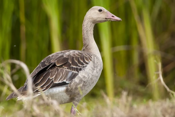 Graugans (Anser anser)) — Stockfoto