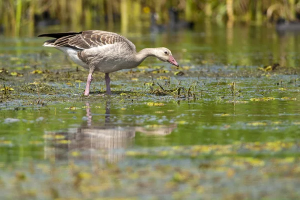 Greylag Goose in Shallow water — Stock Photo, Image
