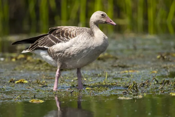Greylag Goose in Shallow Water — Stock Photo, Image