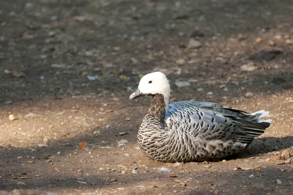 Upland of magellan gans — Stockfoto