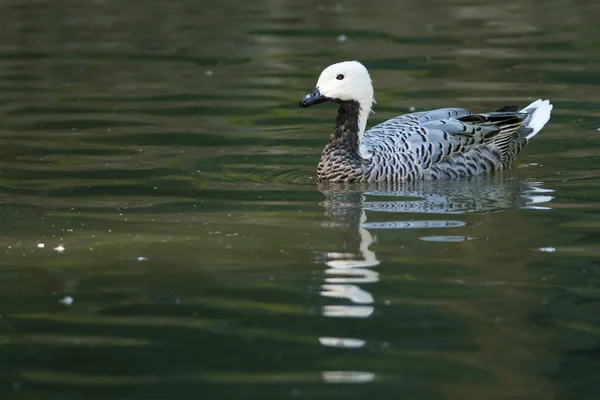 Upland of magellan gans mannelijke — Stockfoto