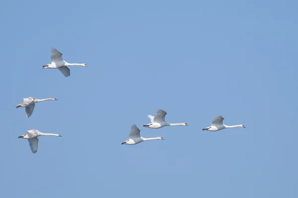 Mute Swan Flock — Stock Photo, Image