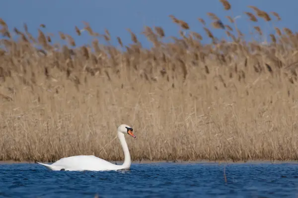 Knobbelzwaan op water — Stockfoto