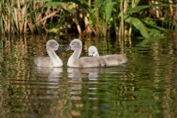 Mute cisne polluelos en el agua —  Fotos de Stock