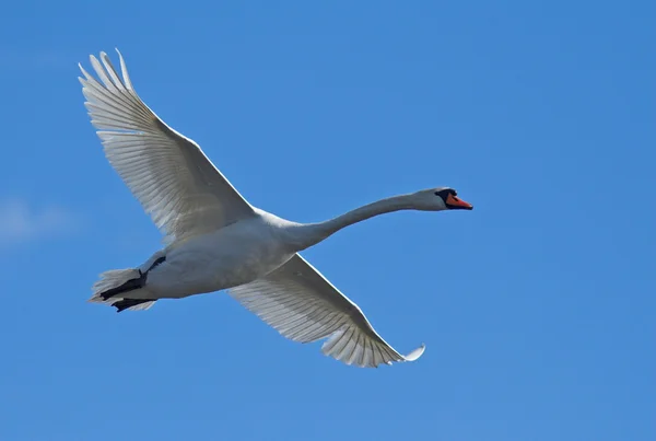 Mute Swan in Danube Delta — Stock Photo, Image