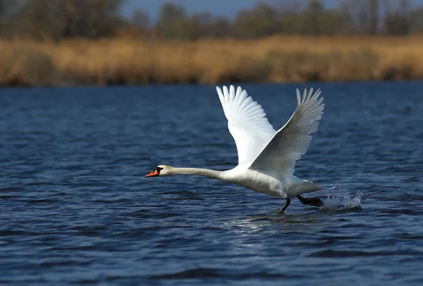 Cisne mudo no Delta do Danúbio — Fotografia de Stock