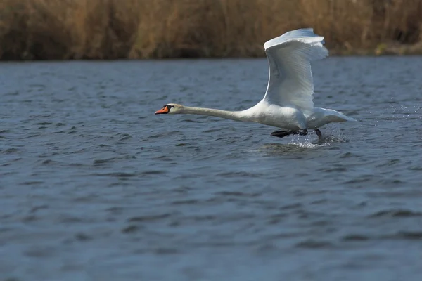 Cisne mudo en el Delta del Danubio — Foto de Stock