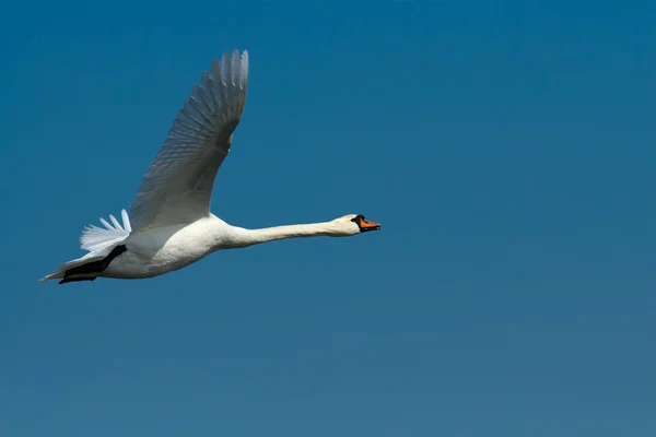 Cisne mudo en el Delta del Danubio —  Fotos de Stock