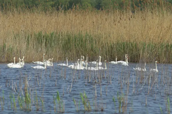 Danube Delta Landscape with Swans — Stock Photo, Image