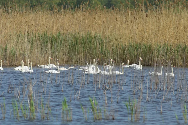 ドナウ川三角州地帯白鳥 — ストック写真