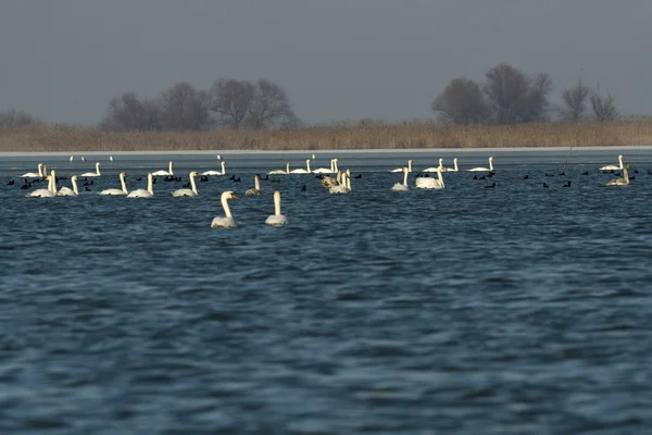 Mute Swan di Danube Delta — Stok Foto