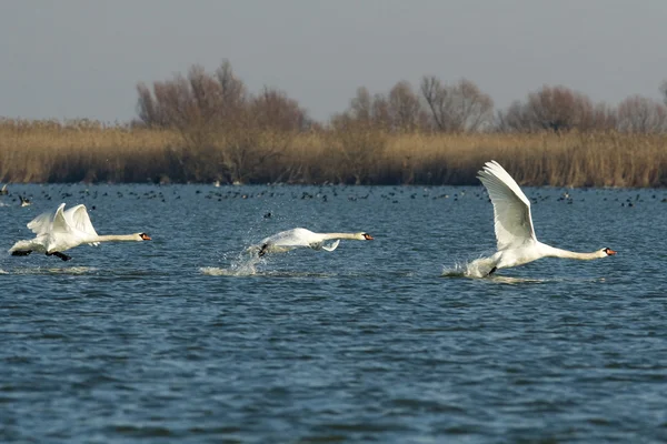 Mute Swan in Danube Delta — Stock Photo, Image