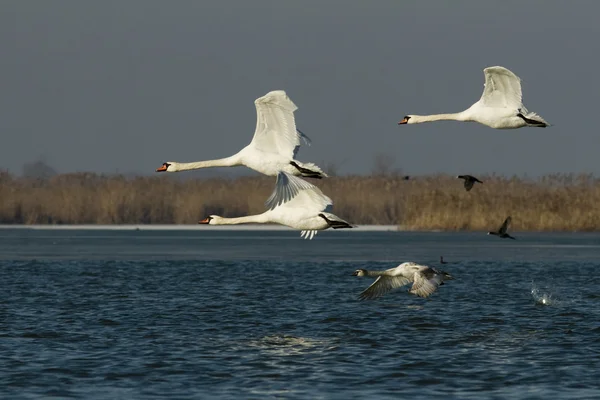 Höckerschwan im Donaudelta — Stockfoto