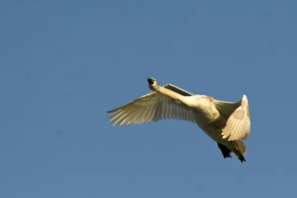 Cisne mudo no Delta do Danúbio — Fotografia de Stock