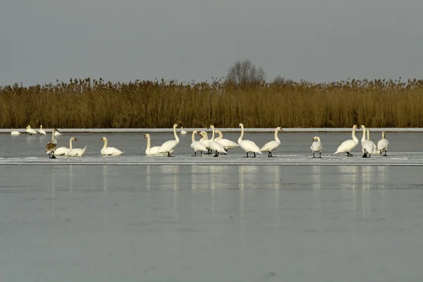 Cygne muet dans le delta du Danube — Photo