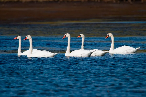 Höckerschwan im Donaudelta — Stockfoto