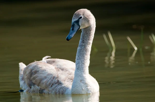 Mute Swan in Danube Delta — Stock Photo, Image