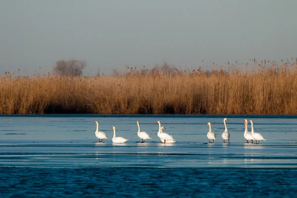 Höckerschwan im Donaudelta — Stockfoto