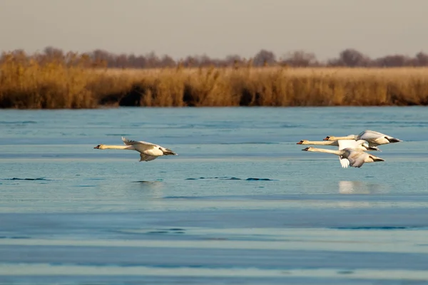 Cisne mudo en el Delta del Danubio —  Fotos de Stock