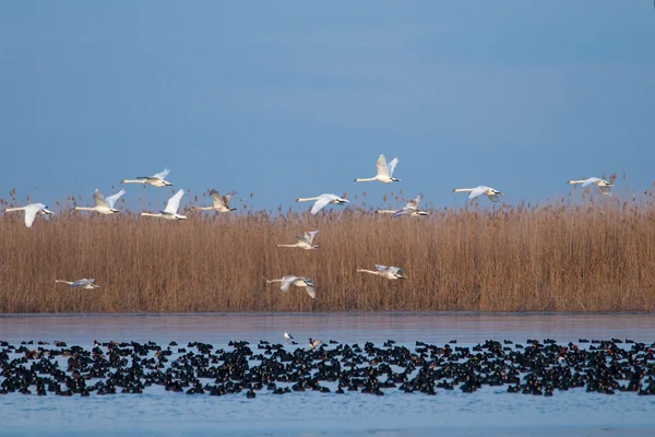 Cisne mudo en el Delta del Danubio —  Fotos de Stock