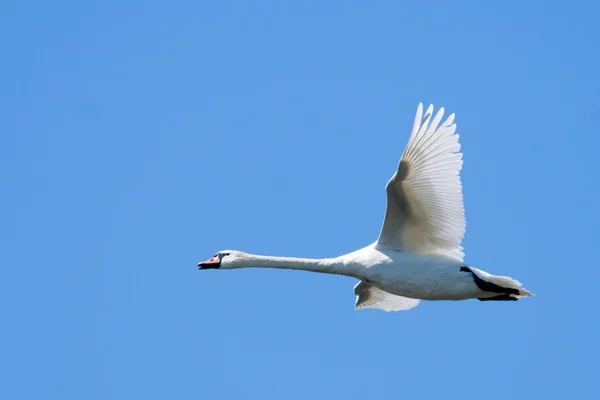 Mute Swan in Danube Delta — Stock Photo, Image