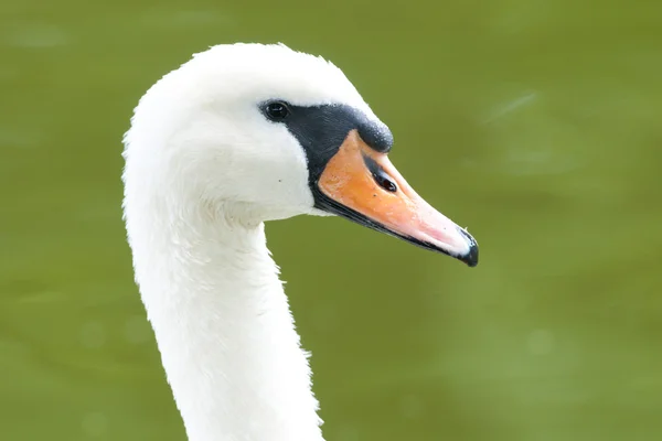 Mute Swan in Danube Delta — Stock Photo, Image