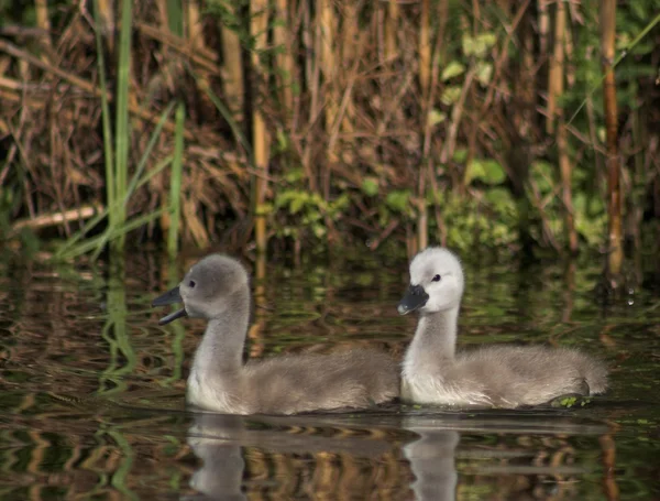 Mute Swan in Danube Delta — Stock Photo, Image