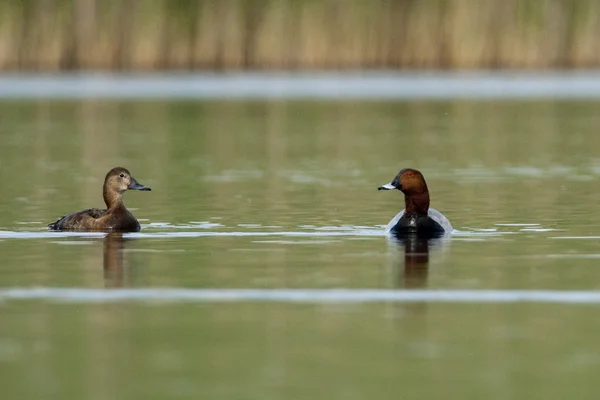 Gemeenschappelijke Witoogeend in Donaudelta — Stockfoto