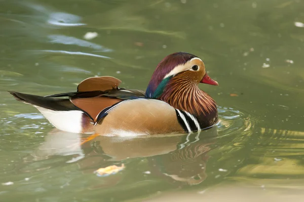 Mandarim Duck Drake — Fotografia de Stock