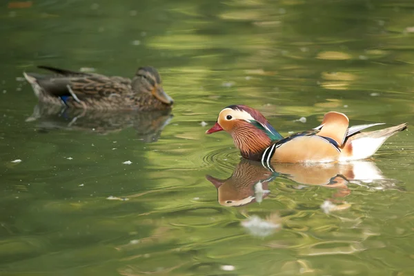 Kachnička mandarinská drake — Stock fotografie