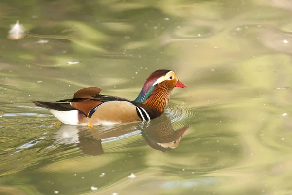 Mandarin Duck Drake — Stock Photo, Image