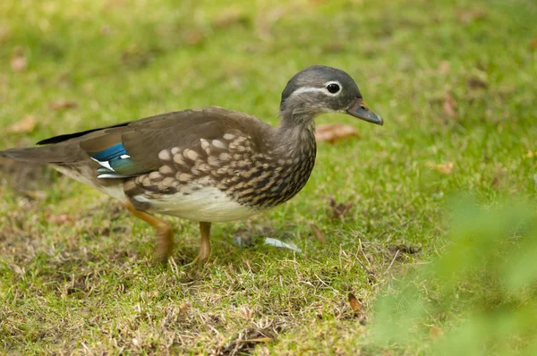 Mandarinand, kvinnliga — Stockfoto