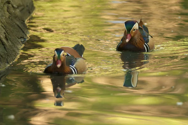 Two Mandarin Duck Drakes — Stock Photo, Image