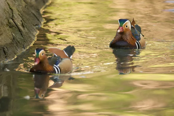 Twee Mandarijneend Draaklingen — Stockfoto