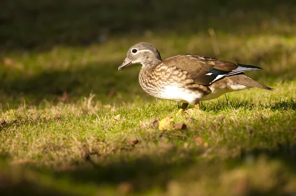 Mandarinand kvinna — Stockfoto