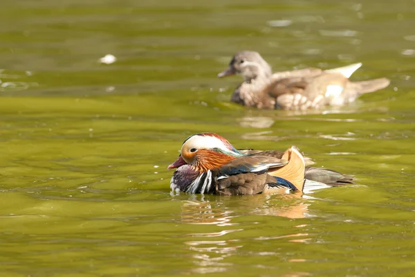 Mandarin Duck Drake — Stock Photo, Image