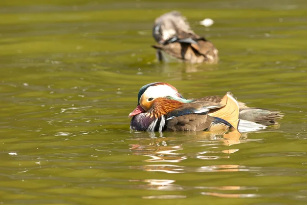 Mandarim Duck Drake — Fotografia de Stock