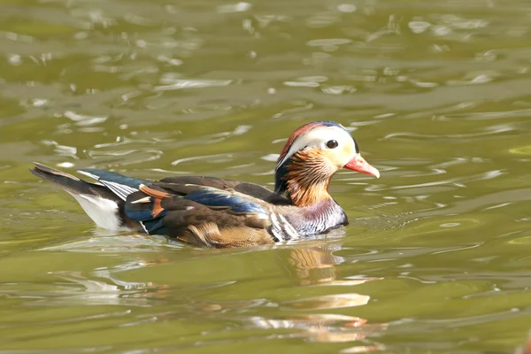 Krzyżówka kaczki Kaczor — Zdjęcie stockowe