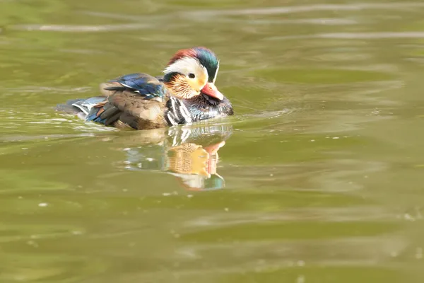 Kachnička mandarinská drake — Stock fotografie