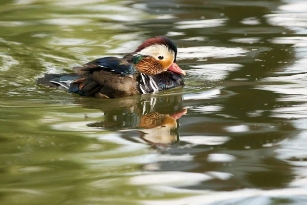 Mallard Duck Drake — Stockfoto