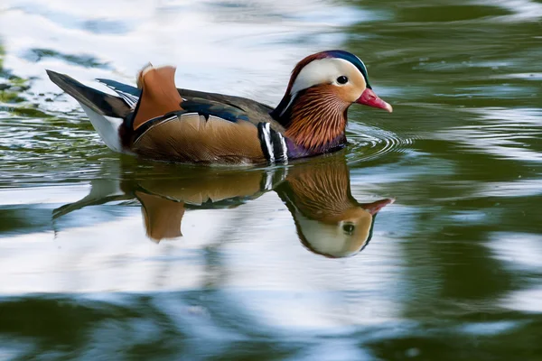 Mandarijneend drake — Stockfoto