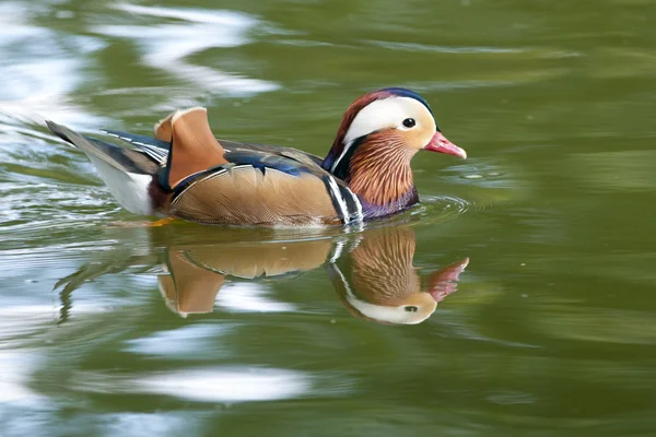 Mandarijneend drake — Stockfoto