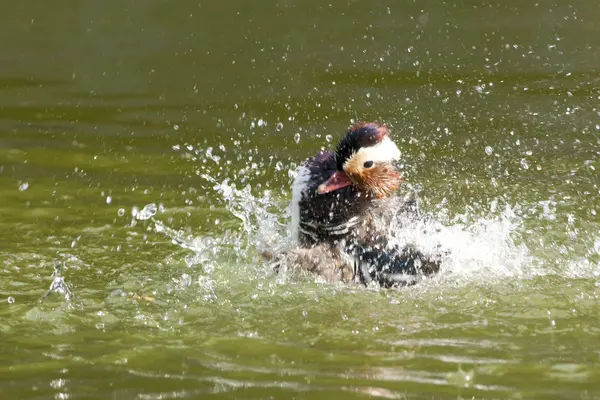 Mandarim Duck Drake — Fotografia de Stock