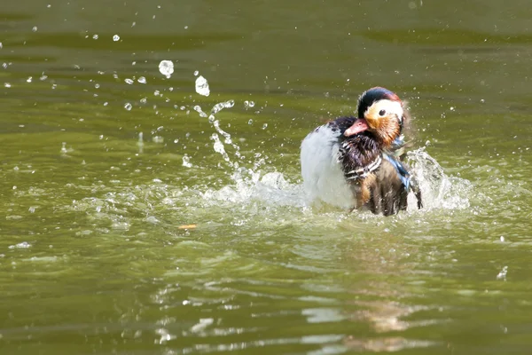 Mandarim Duck Drake — Fotografia de Stock