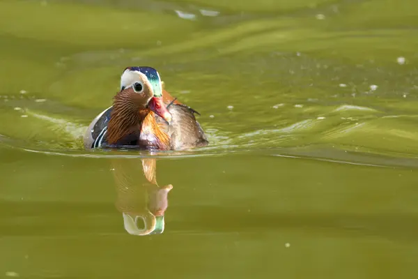 Mandarim Duck Drake — Fotografia de Stock