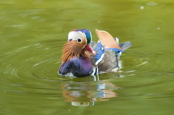 Mandarin Duck Drake — Stock Photo, Image