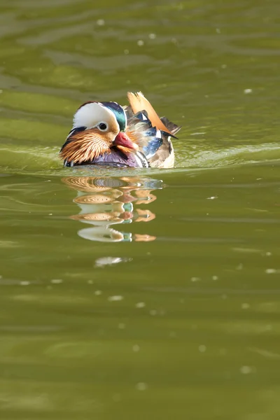 Mandarin Duck Drake — Stock Photo, Image