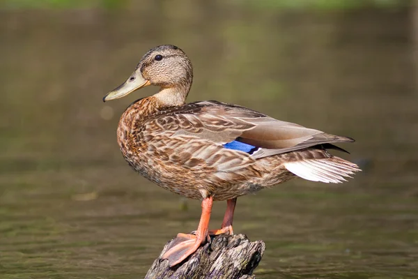 Mallard Duck on a log — Stock Photo, Image