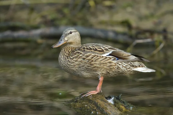 Mallard Duck on water — Stock Photo, Image